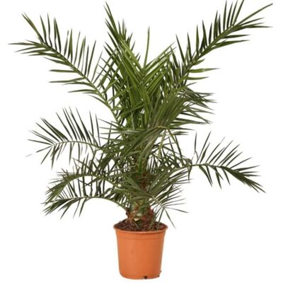 FLEUR Palmier des Canaries ? Phoenix canariensis 100/120cm Pot 5L - Publicité FLEUR Palmier des Canaries ? Phoenix canariensis 100/120cm Pot 5L - Publicité