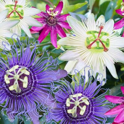 GARDENERSDREAM Mélange 3 plants Passiflore Passiflore en pot prête à fleurir pour le jardin - Publicité GARDENERSDREAM Mélange 3 plants Passiflore Passiflore en pot prête à fleurir pour le jardin - Publicité