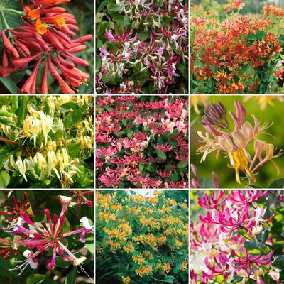 GARDENERSDREAM Mélange de plantes pour jardin Lonicera 3 chèvrefeuilles coloré Arbustes à fleurs - Publicité GARDENERSDREAM Mélange de plantes pour jardin Lonicera 3 chèvrefeuilles coloré Arbustes à fleurs - Publicité