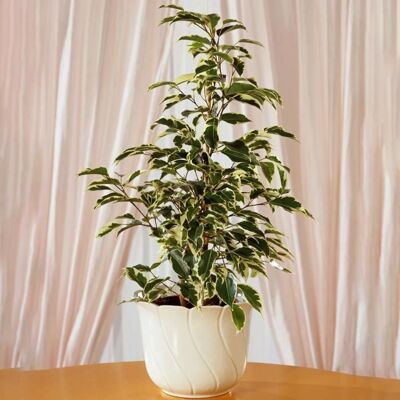 GARDENERSDREAM Ficus Starlight Meilleures Plantes dintérieur en Cadeaux Plante en Maison en Pot (30-40 cm avec Pot) - Publicité GARDENERSDREAM Ficus Starlight Meilleures Plantes dintérieur en Cadeaux Plante en Maison en Pot (30-40 cm avec Pot) - Publicité