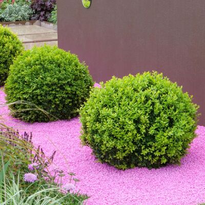 GARDENERSDREAM Buis en boule de 30cm de diamètre arbuste persistant en topiaire plante en pot pour lextérieur. Publicité GARDENERSDREAM Buis en boule de 30cm de diamètre arbuste persistant en topiaire plante en pot pour lextérieur. Publicité