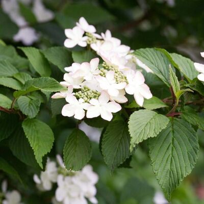 GARDENERSDREAM Viburnum Kilimanjaro - Boule de neige japonaise Arbre ornemental caduc 5-6 pi. Publicité GARDENERSDREAM Viburnum Kilimanjaro - Boule de neige japonaise Arbre ornemental caduc 5-6 pi. Publicité