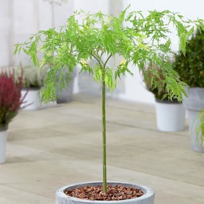 GARDENERSDREAM Arbuste Acer Dissectum Érable du Japon Arbuste dornement en pot pour petits jardins - Publicité GARDENERSDREAM Arbuste Acer Dissectum Érable du Japon Arbuste dornement en pot pour petits jardins - Publicité
