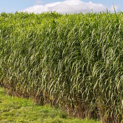 FLEUR Miscanthus géant - Miscanthus giganteus 10/15 cm Godet 9cm - Publicité FLEUR Miscanthus géant - Miscanthus giganteus 10/15 cm Godet 9cm - Publicité