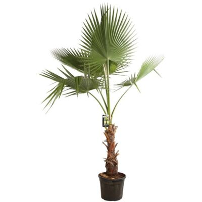 FLEUR Palmier de Californie ? Washingtonia robusta 120/140cm - Publicité FLEUR Palmier de Californie ? Washingtonia robusta 120/140cm - Publicité