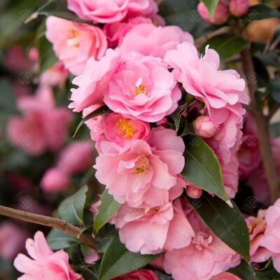 Gardeners Dream - Camellia Williamsii Spring Festival - Shrub - Publicité Gardeners Dream - Camellia Williamsii Spring Festival - Shrub - Publicité