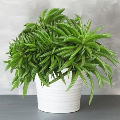 Gardeners Dream Peperomia Happy Bean V3 - Plante - Publicité Gardeners Dream Peperomia Happy Bean V3 - Plante - Publicité