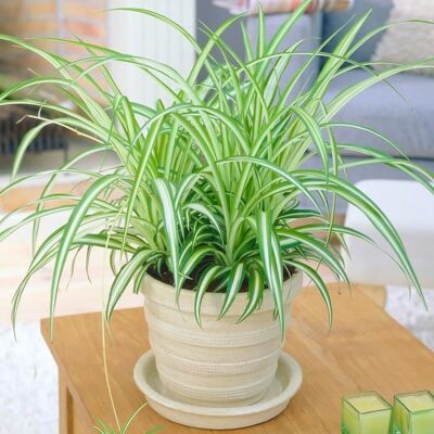 GARDENERSDREAM 1 x Chlorophytum Variegatum en pot Plante Araignée au Feuillage Persistant de 20 à 30 cm - Publicité GARDENERSDREAM 1 x Chlorophytum Variegatum en pot Plante Araignée au Feuillage Persistant de 20 à 30 cm - Publicité