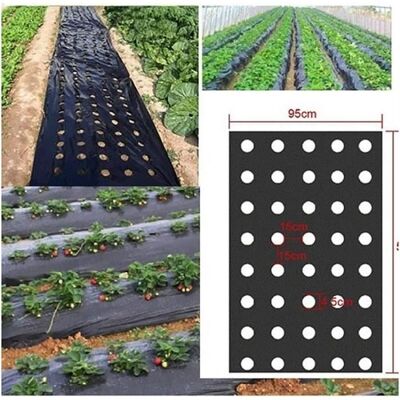 LX Toile de paillage en plastique noir pour jardin - Membrane PE - Bâche de sol avec trous de plantation - Film plastique pour potager Noir - Publicité LX Toile de paillage en plastique noir pour jardin - Membrane PE - Bâche de sol avec trous de plantation - Film plastique pour potager Noir - Publicité
