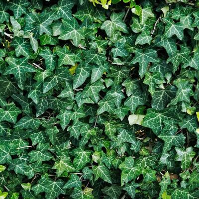 GARDENERSDREAM Lierre commun Hedera Helix à feuilles persistantes Plante grimpante Intérieur-Extérieur dans pot 9 cm - Publicité GARDENERSDREAM Lierre commun Hedera Helix à feuilles persistantes Plante grimpante Intérieur-Extérieur dans pot 9 cm - Publicité