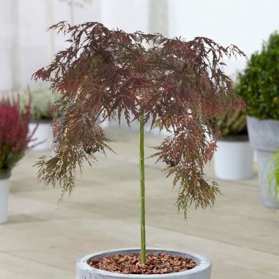 GARDENERSDREAM Arbre Acer Inaba Shidare Superbe Érable japonais - Arbres en pot pour petits jardins - Publicité GARDENERSDREAM Arbre Acer Inaba Shidare Superbe Érable japonais - Arbres en pot pour petits jardins - Publicité