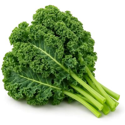 350 Graines de Chou Kale Demi-Nain (Brassica oleracea colvar var sabellica) - SemiSauvage Permaculture - graines reproductibles - Publicité 350 Graines de Chou Kale Demi-Nain (Brassica oleracea colvar var sabellica) - SemiSauvage Permaculture - graines reproductibles - Publicité
