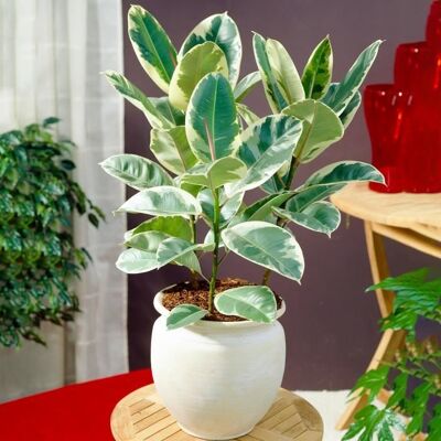 GARDENERSDREAM Ficus Elastica – Arbre à caoutchouc Vente de plante d’intérieur de qualité en pot 30-40 cm - Publicité GARDENERSDREAM Ficus Elastica – Arbre à caoutchouc Vente de plante d’intérieur de qualité en pot 30-40 cm - Publicité