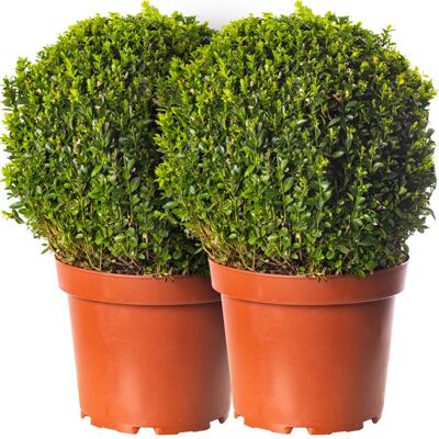 GARDENERSDREAM Pack de 2 Boules de Buis de 30cm de diamètre de véritables arbustes persistants pour jardin en buis. Publicité GARDENERSDREAM Pack de 2 Boules de Buis de 30cm de diamètre de véritables arbustes persistants pour jardin en buis. Publicité