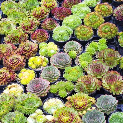 Sempervivum Mix GardenersDream - Lot de 10 Plantes Grasses - Succulentes Naturelles en Pot de 5-15 cm - Résistantes en Hiver - Publicité Sempervivum Mix GardenersDream - Lot de 10 Plantes Grasses - Succulentes Naturelles en Pot de 5-15 cm - Résistantes en Hiver - Publicité