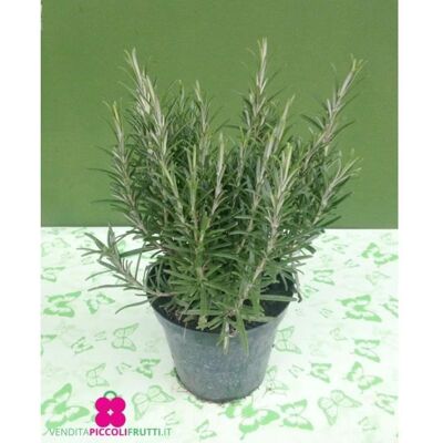 La plante de Romarin officinal ‘Rosmarinus Officinalis’ - pot Ø 14 cm - h. 25-30-50 cm - Publicité La plante de Romarin officinal ‘Rosmarinus Officinalis’ - pot Ø 14 cm - h. 25-30-50 cm - Publicité