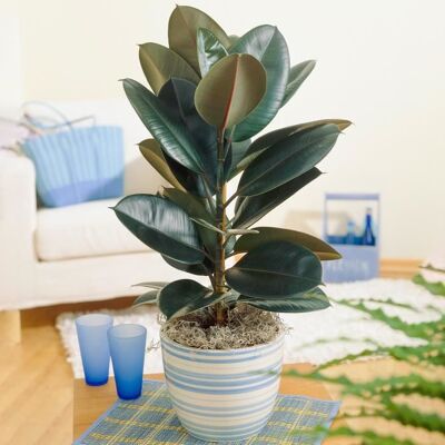 GARDENERSDREAM Ficus Abidjan Hévéa Caoutchouc Vente Plante dintérieur de 30 à 40 cm Pot inclus - Publicité GARDENERSDREAM Ficus Abidjan Hévéa Caoutchouc Vente Plante dintérieur de 30 à 40 cm Pot inclus - Publicité