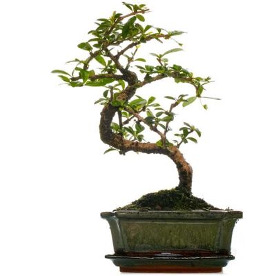 GARDENERSDREAM Bonsaï dintérieur Carmona Arbre à Thé de Fukien en Pot de 15 cm (de 30 à 40 cm pot inclus) - Publicité GARDENERSDREAM Bonsaï dintérieur Carmona Arbre à Thé de Fukien en Pot de 15 cm (de 30 à 40 cm pot inclus) - Publicité