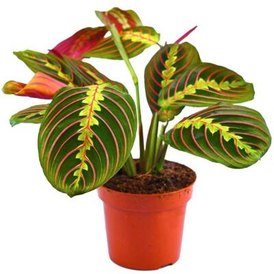 GARDENERSDREAM Plante tricolore Fascinator Maranta pour la Maison ou le Bureau (pot 20-30cm inclus) - Publicité GARDENERSDREAM Plante tricolore Fascinator Maranta pour la Maison ou le Bureau (pot 20-30cm inclus) - Publicité