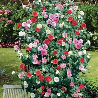 Gardeners Dream - CAMELLIA TRICOLOUR - Multicolore - Plant - Publicité Gardeners Dream - CAMELLIA TRICOLOUR - Multicolore - Plant - Publicité