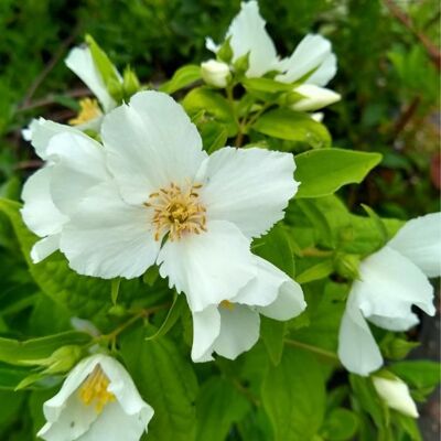 Seringat - Philadelphus Belle Etoile 3L - Publicité Seringat - Philadelphus Belle Etoile 3L - Publicité