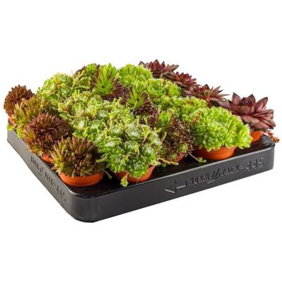Gardeners Dream - Sempervivum Mix Houseleek - Mix - Houseleek - Plantes succulentes d'intérieur - Publicité Gardeners Dream - Sempervivum Mix Houseleek - Mix - Houseleek - Plantes succulentes d'intérieur - Publicité
