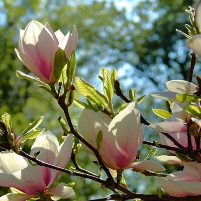 PLANTES AVENUE Magnolia Sunsation - Publicité PLANTES AVENUE Magnolia Sunsation - Publicité