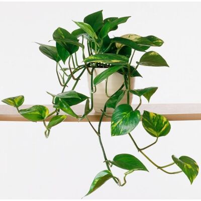 GARDENERSDREAM 1 x Epipremnum pinnatum Aureum en promotion Plante dintérieur dans panier suspendu - Publicité GARDENERSDREAM 1 x Epipremnum pinnatum Aureum en promotion Plante dintérieur dans panier suspendu - Publicité