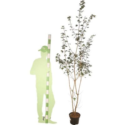 FLEUR Érable champêtre - Acer campestre en Pot 7 5L 125/150cm - Publicité FLEUR Érable champêtre - Acer campestre en Pot 7 5L 125/150cm - Publicité