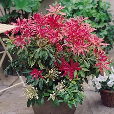 Gardeners Dream - PIERIS FOREST FLAME - Evergreen - Résistant au froid - Publicité Gardeners Dream - PIERIS FOREST FLAME - Evergreen - Résistant au froid - Publicité