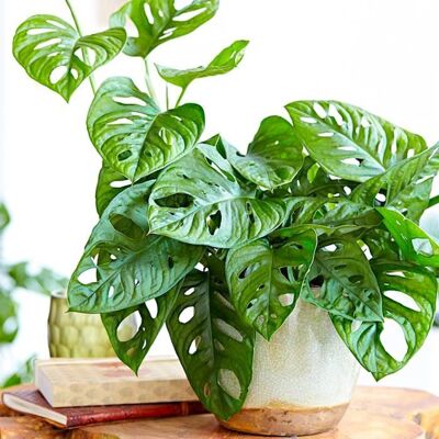 GARDENERSDREAM Superbe Monstera obliqua Monstera Monkey Leaf Plante verte dintérieur 20-30 cm En pot - Publicité GARDENERSDREAM Superbe Monstera obliqua Monstera Monkey Leaf Plante verte dintérieur 20-30 cm En pot - Publicité
