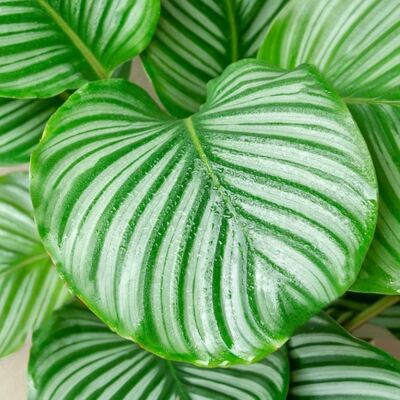 Gardeners Dream Calathea Orbifolia - Plante - Publicité Gardeners Dream Calathea Orbifolia - Plante - Publicité