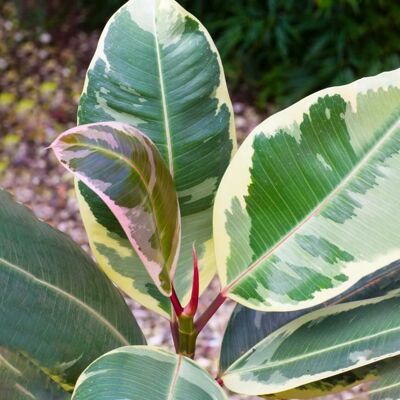 Gardeners Dream Ficus Tineke - Plante - Publicité Gardeners Dream Ficus Tineke - Plante - Publicité