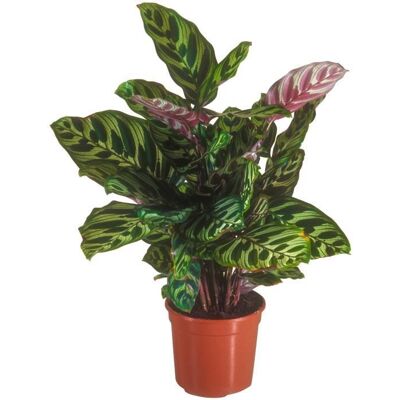 GARDENERSDREAM 1 x Calathea Makoyana Plante Paon en Pot 30-40cm Plante dIntérieur de Qualité Supérieure - Publicité GARDENERSDREAM 1 x Calathea Makoyana Plante Paon en Pot 30-40cm Plante dIntérieur de Qualité Supérieure - Publicité