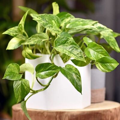 GARDENERSDREAM Epipremnum Aureum Plante vivace dintérieur suspendue Plante dintérieur lierre du diable - Publicité GARDENERSDREAM Epipremnum Aureum Plante vivace dintérieur suspendue Plante dintérieur lierre du diable - Publicité