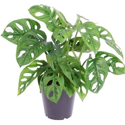 GARDENERSDREAM 1 Monstera obliqua unique Monstera Monkey Leaf En pot Plante dintérieur Dépolluante 20-30 cm - Publicité GARDENERSDREAM 1 Monstera obliqua unique Monstera Monkey Leaf En pot Plante dintérieur Dépolluante 20-30 cm - Publicité