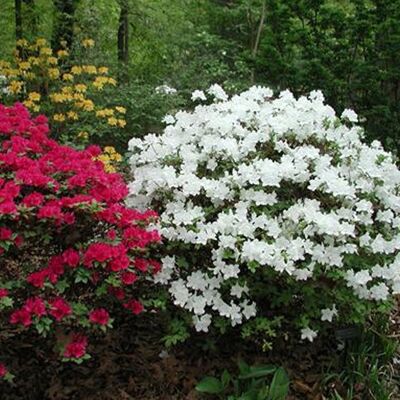 Azalée Blanc GardenersDream (1 pièce) - Plante Arbuste Rhododendron Japonais - Azalee du Japon Persistante Robuste - Publicité Azalée Blanc GardenersDream (1 pièce) - Plante Arbuste Rhododendron Japonais - Azalee du Japon Persistante Robuste - Publicité