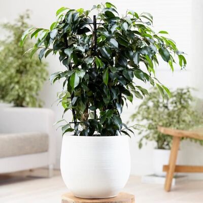 GARDENERSDREAM Ficus benjamina Danielle – Figuier pleureur Plante à feuilles persistantes Plante en pot 30-40 cm - Publicité GARDENERSDREAM Ficus benjamina Danielle – Figuier pleureur Plante à feuilles persistantes Plante en pot 30-40 cm - Publicité