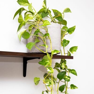 GARDENERSDREAM Epipremnum Aureum Plante de maison Panachée Plante Tropicale dans un Panier Suspendu 15 cm - Publicité GARDENERSDREAM Epipremnum Aureum Plante de maison Panachée Plante Tropicale dans un Panier Suspendu 15 cm - Publicité