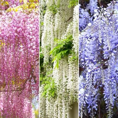GARDENERSDREAM Mélange Glycine - 3 Plants - Arbuste rustique et grimpant à fleurs caduques - Publicité GARDENERSDREAM Mélange Glycine - 3 Plants - Arbuste rustique et grimpant à fleurs caduques - Publicité