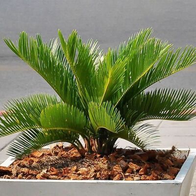 GARDENERSDREAM Cycas Revoluta de Qualité Supérieure Superbe Plante d’intérieur Cadeau 30 à 40 cm en Pot - Publicité GARDENERSDREAM Cycas Revoluta de Qualité Supérieure Superbe Plante d’intérieur Cadeau 30 à 40 cm en Pot - Publicité