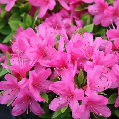 GARDENERSDREAM Azalée Geisha Rose - Plantes Vivaces AZALEE DU JAPON pour Jardin & Balcon - Arbustes à Fleurs Persistantes en Pot - Publicité GARDENERSDREAM Azalée Geisha Rose - Plantes Vivaces AZALEE DU JAPON pour Jardin & Balcon - Arbustes à Fleurs Persistantes en Pot - Publicité