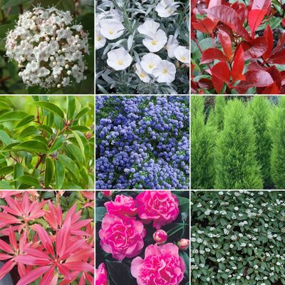 GARDENERSDREAM Mélange de 5 plants darbustes à feuilles persistantes - Plantes de haute qualité certifée en pot - Publicité GARDENERSDREAM Mélange de 5 plants darbustes à feuilles persistantes - Plantes de haute qualité certifée en pot - Publicité