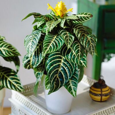 GARDENERSDREAM 1 Aphelandra squarrosa Vert Plante Zèbre d’intérieur en pot à offrir (25-35 cm en pot) - Publicité GARDENERSDREAM 1 Aphelandra squarrosa Vert Plante Zèbre d’intérieur en pot à offrir (25-35 cm en pot) - Publicité