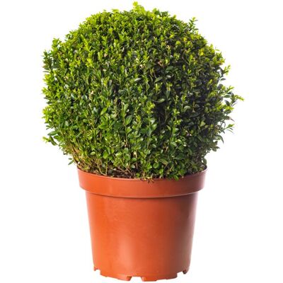 GARDENERSDREAM Buis Boule Plante 30cm Diamètre Topiaire Persistant en Forme dArbuste de Jardin Extérieur - Publicité GARDENERSDREAM Buis Boule Plante 30cm Diamètre Topiaire Persistant en Forme dArbuste de Jardin Extérieur - Publicité