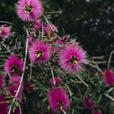 PLANTES AVENUE Rince-bouteilles Violaceus Callistemon - Publicité PLANTES AVENUE Rince-bouteilles Violaceus Callistemon - Publicité