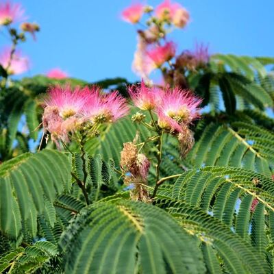 SCHRAMAS Albizia julibrissin - Publicité SCHRAMAS Albizia julibrissin - Publicité