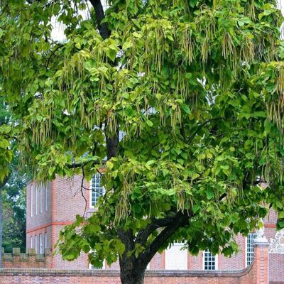 PLANTES AVENUE Catalpa commun Catalpa bignonioides - Publicité PLANTES AVENUE Catalpa commun Catalpa bignonioides - Publicité