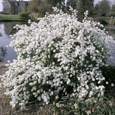 GARDENERSDREAM 1 EXOCHORDA MACRANTHA THE BRIDE BUISSON DE PERLES ARBUSTE À FEUILLES CADUQUES PLANTE RUSTIQUE EN POT - Publicité GARDENERSDREAM 1 EXOCHORDA MACRANTHA THE BRIDE BUISSON DE PERLES ARBUSTE À FEUILLES CADUQUES PLANTE RUSTIQUE EN POT - Publicité