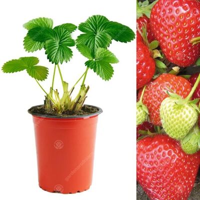 GARDENERSDREAM Fraisier Cambridge Favourite (9 cm 5 Plants) - Publicité GARDENERSDREAM Fraisier Cambridge Favourite (9 cm 5 Plants) - Publicité